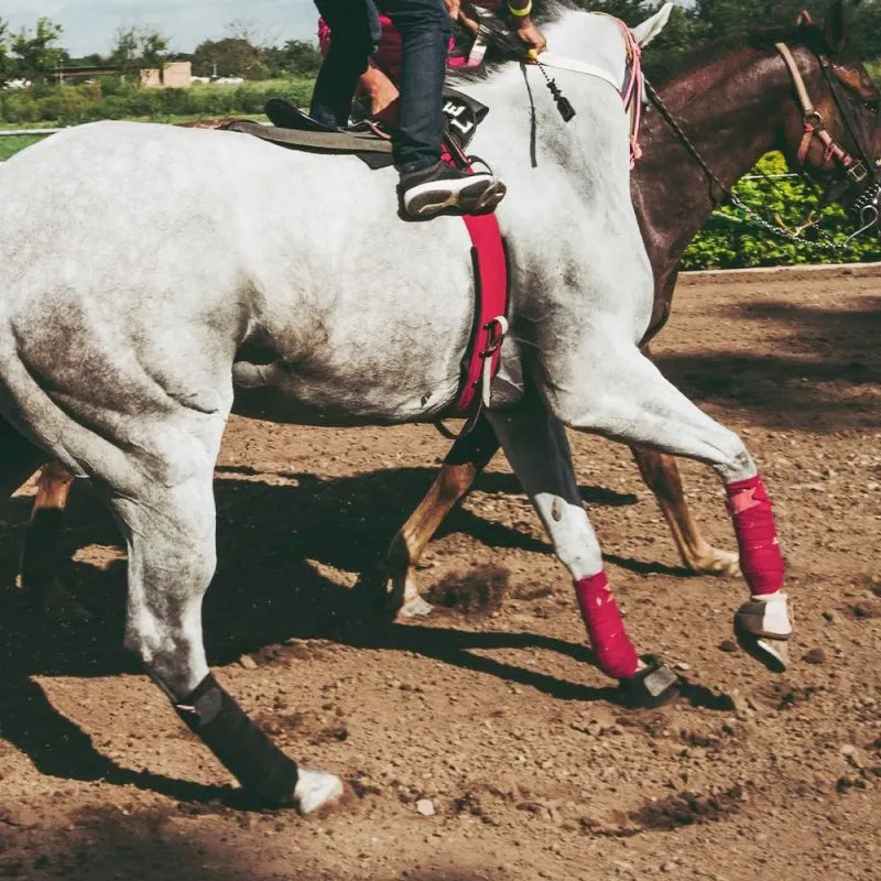 Bandagens para pernas de cavalo em tecido acolchoado, ideais para proteção e suporte durante treinos e competições.